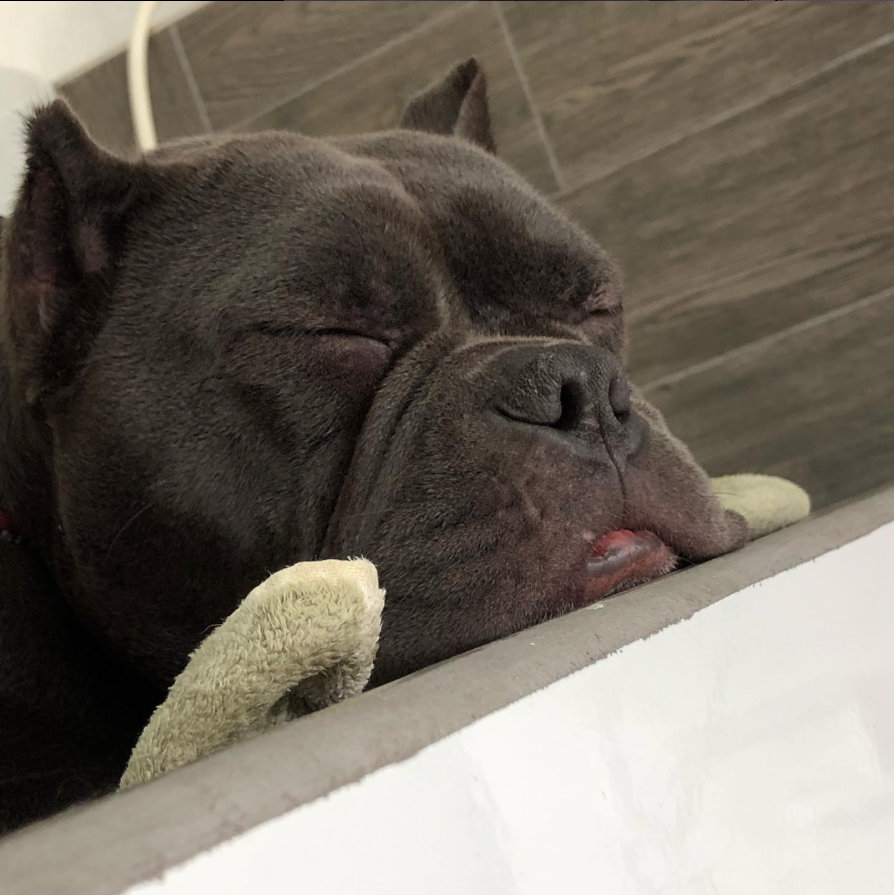 Equipo veterinario profesional cuidando mascotas